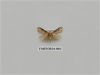 藏品(夜蛾693)的圖片